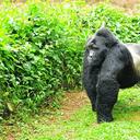 Picha ya Gorilla Tour Booking Safaris Ltd